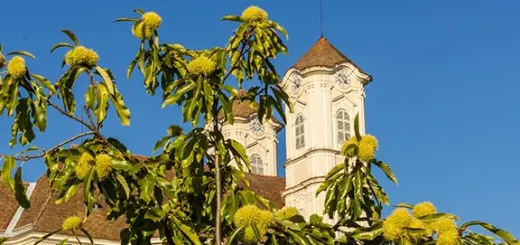 Kastanienbaum vor Kirche